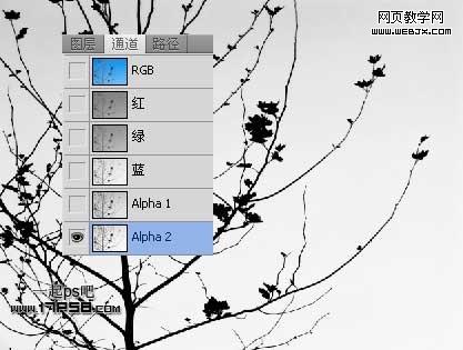 Photoshop使用通道和计算命令给树枝抠图webjx.com