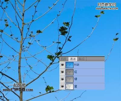 Photoshop使用通道和计算命令给树枝抠图webjx.com
