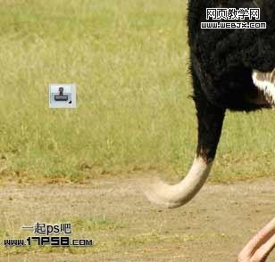 Photoshop图片合成:搞怪的鸵鸟马术表演_webjx.com
