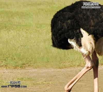 Photoshop图片合成:搞怪的鸵鸟马术表演_webjx.com