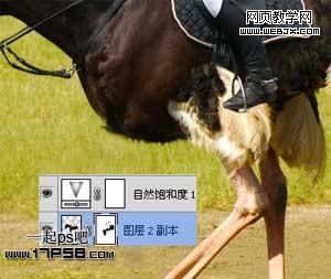 Photoshop图片合成:搞怪的鸵鸟马术表演_webjx.com