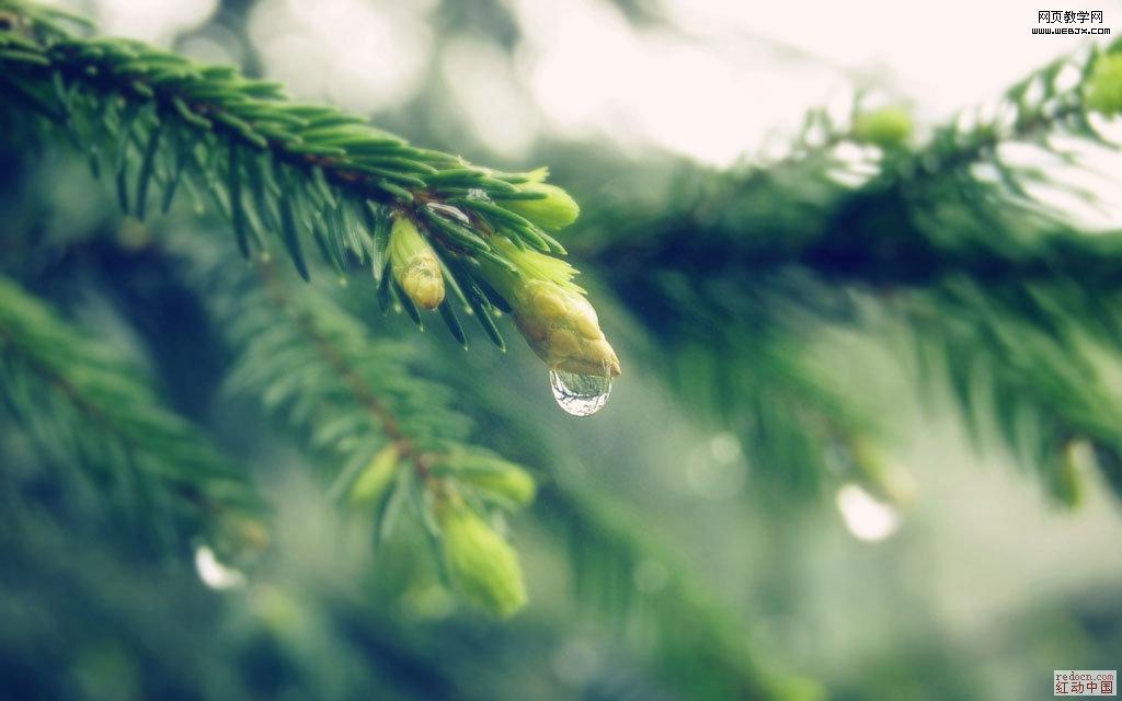 Photoshop风景图处理教程:阳光照射下的雨珠_webjx.com