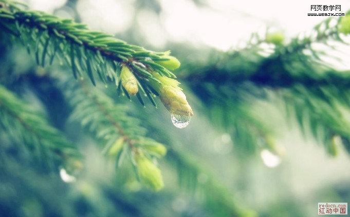 Photoshop风景图处理教程:阳光照射下的雨珠_webjx.com