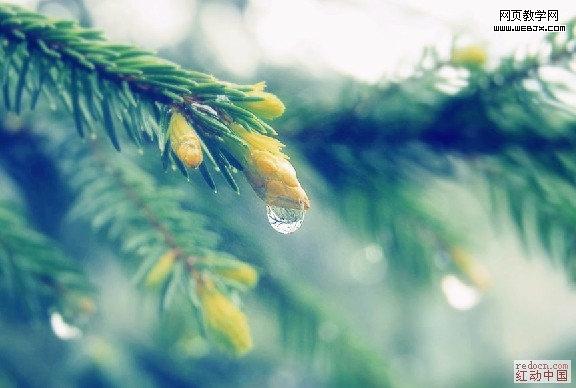 Photoshop风景图处理教程:阳光照射下的雨珠_webjx.com