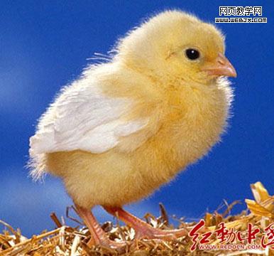 Photoshop合成装在蛋壳中的小鸡