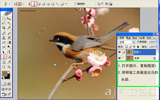 Photoshop制作GIF动态小鸟图片