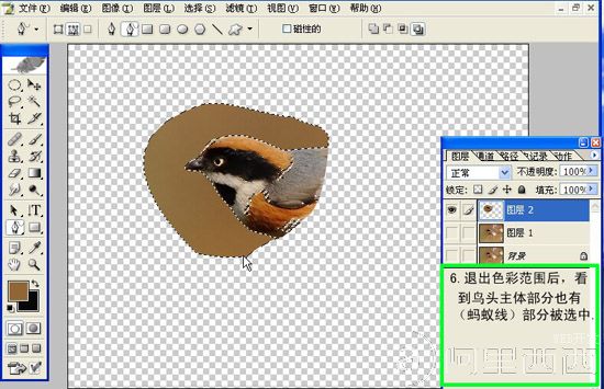 Photoshop制作GIF动态小鸟图片