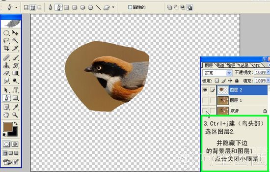Photoshop制作GIF动态小鸟图片