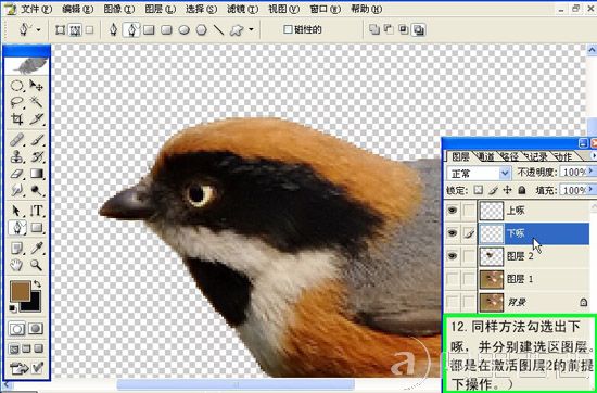 Photoshop制作GIF动态小鸟图片