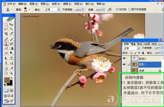 Photoshop制作GIF动态小鸟图片