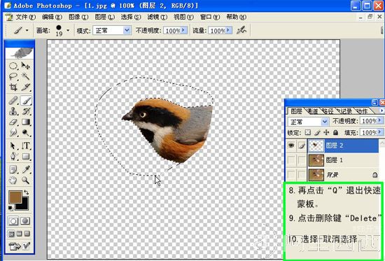 Photoshop制作GIF动态小鸟图片