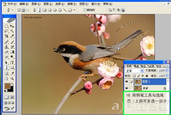 Photoshop制作GIF动态小鸟图片