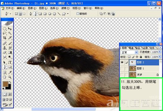 Photoshop制作GIF动态小鸟图片