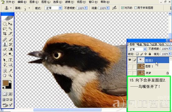 Photoshop制作GIF动态小鸟图片