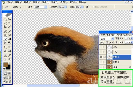 Photoshop制作GIF动态小鸟图片