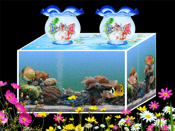 立体水族箱加鱼加亲吻鱼小.gif