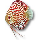 redaiyu7.png