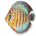 redaiyu5.png