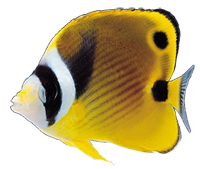 34.png