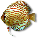 redaiyu2.png