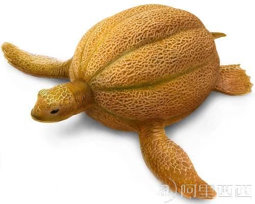 蔬菜水果与动物的完美结合