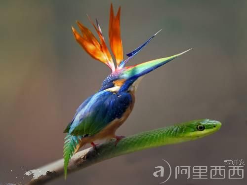蔬菜水果与动物的完美结合